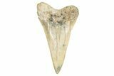 Fossil Broad-Toothed Mako Tooth - Georgia #339895-1